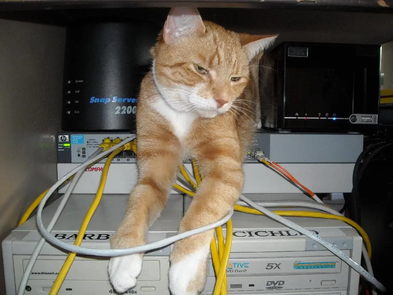 angusonswitch.webp