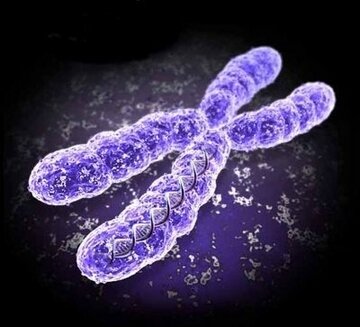 Hromosoma.jpg