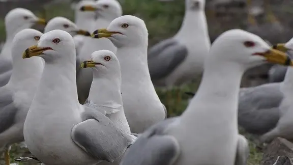 gullstoday.webp