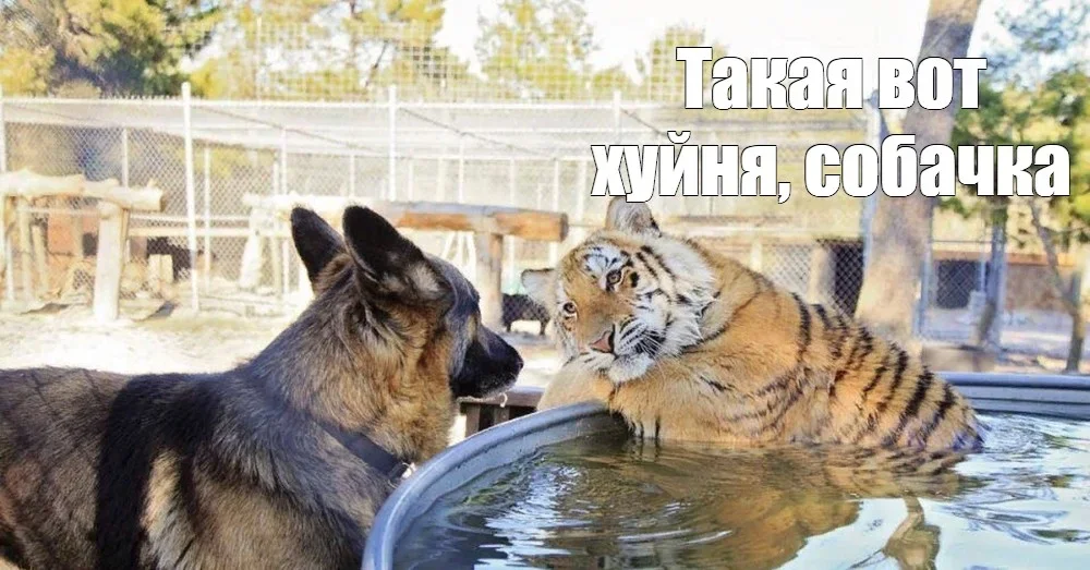 2986.webp