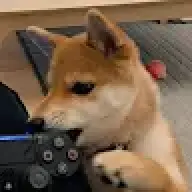 shiba