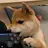 shiba
