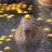 avimbabve1