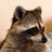 TakenRaccoon