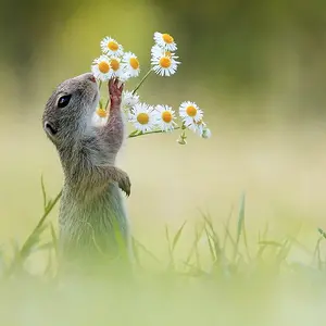 European Ground Squirrel