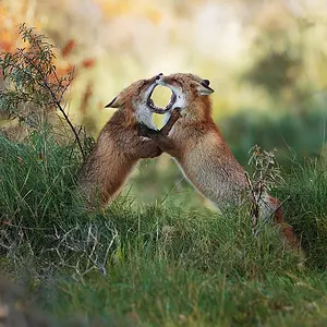 Fighting Foxes