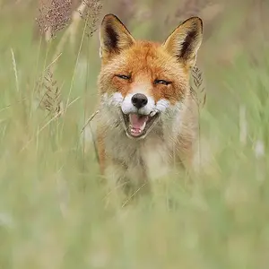 Happy Fox