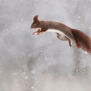 Snow Rocket