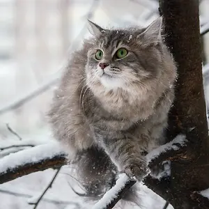 Snowy walk Masyanya on the trees