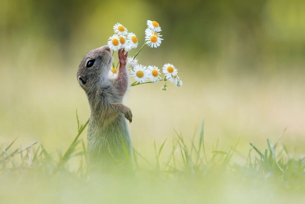 European Ground Squirrel