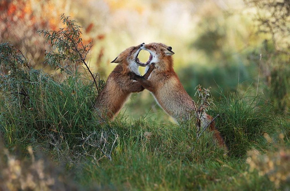 Fighting Foxes