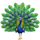 🦚